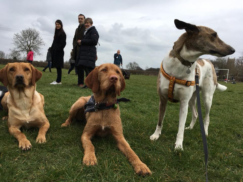 Dog Training Classes