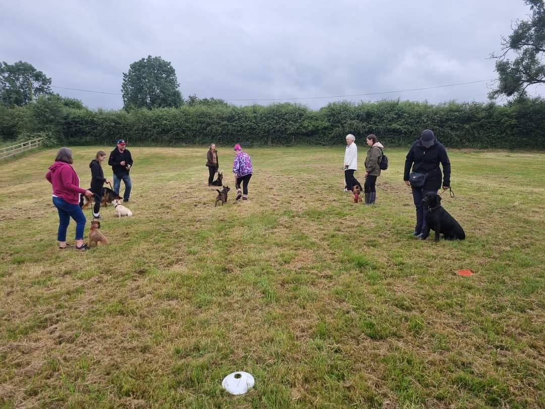 Mansfield Dog Training Classes