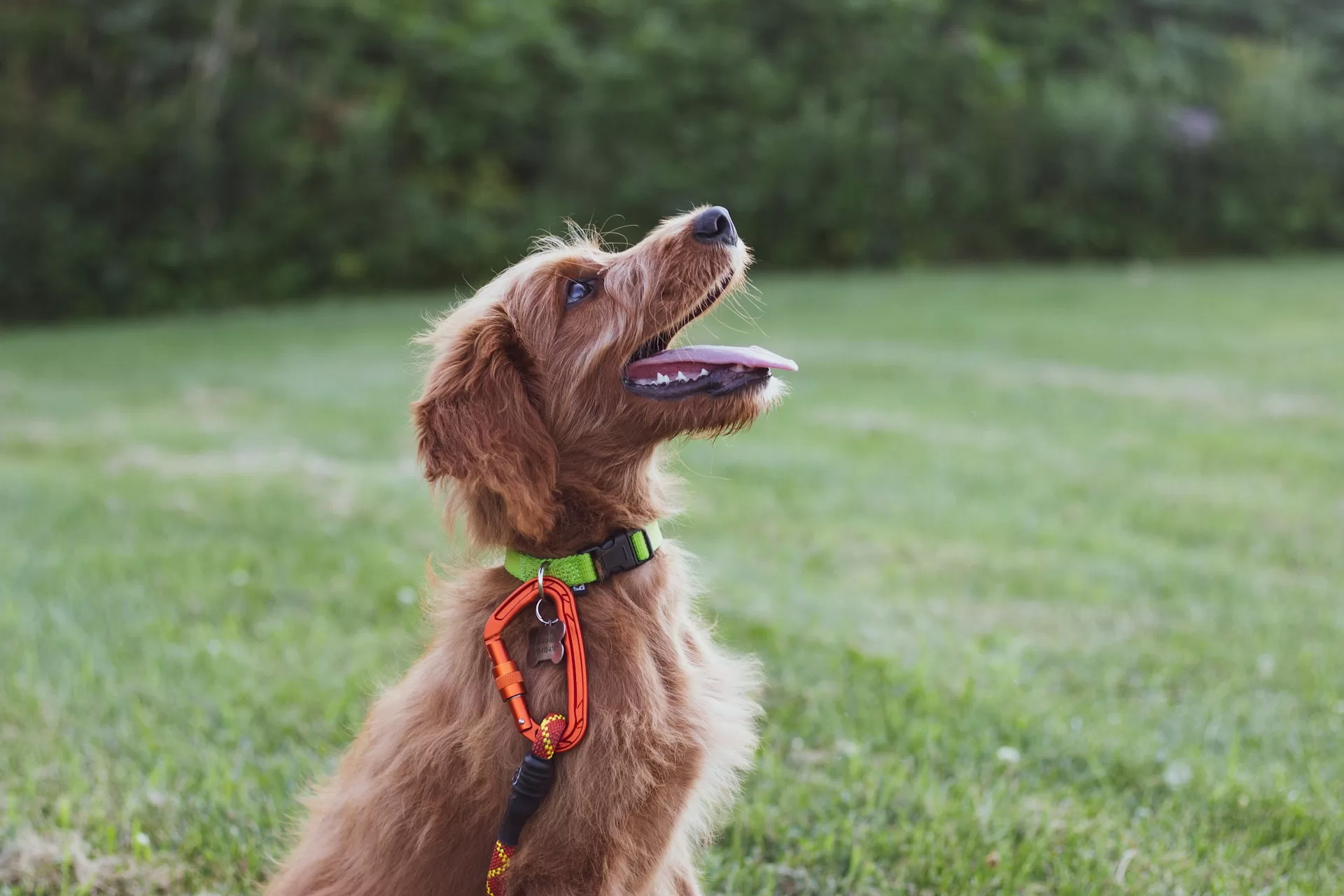 One to One Dog Training